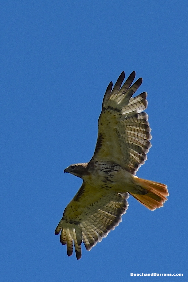 Flying red-tailed Hawk in the Pine Barrens