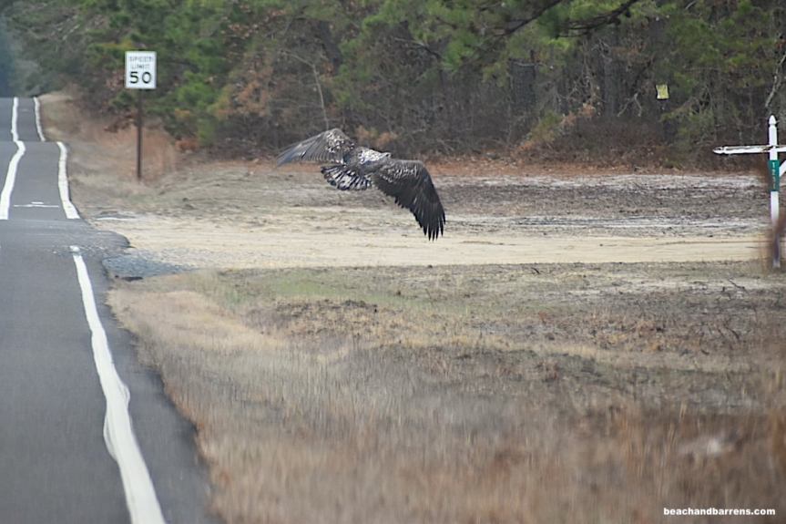 Juvenile Bald Eagle on the roadside in Woodland Township (Chatsworth), NJ