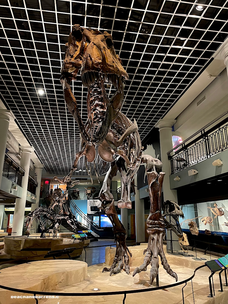 Tyrannosaurus Rex skeleton in Dinosaur Hall at the Academy of Natural Sciences in Philadelphia