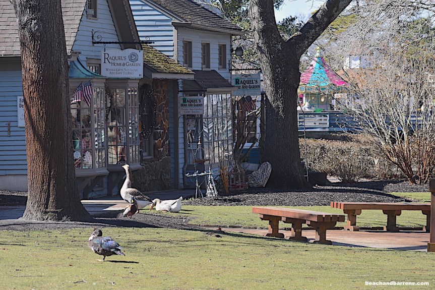 Flock of Domestic Fowl in Historic Smithville in Galloway, NJ near Lake Meone