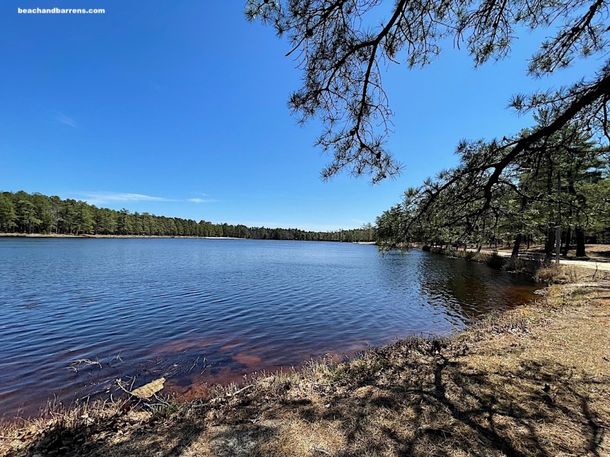 View of Egg Harbor City Lake on a clear spring day with blue sky and water and lake ringed with pine trees in the Jersey Pine Barrens