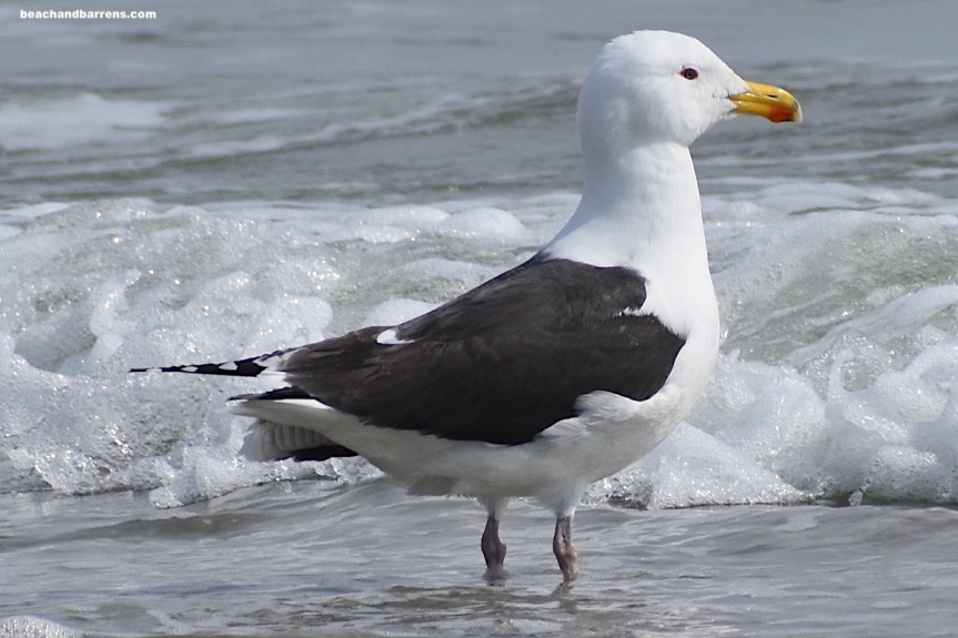 Great Black-backed Gull standing in ocean with wave in background