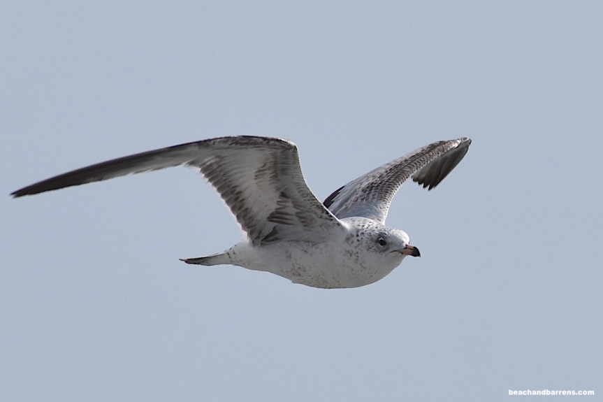 Ring-billed Gull in Flight with cloudless sky as background