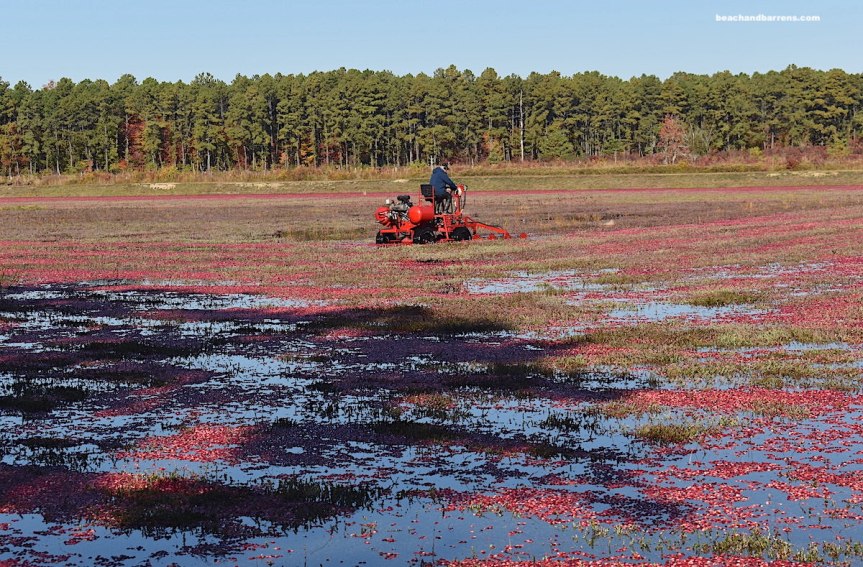 Cranberry grower Sam Moore working his bog on Moore's Meadow Cranberry Farm in the Pine Barrens of Tabernacle, NJ.