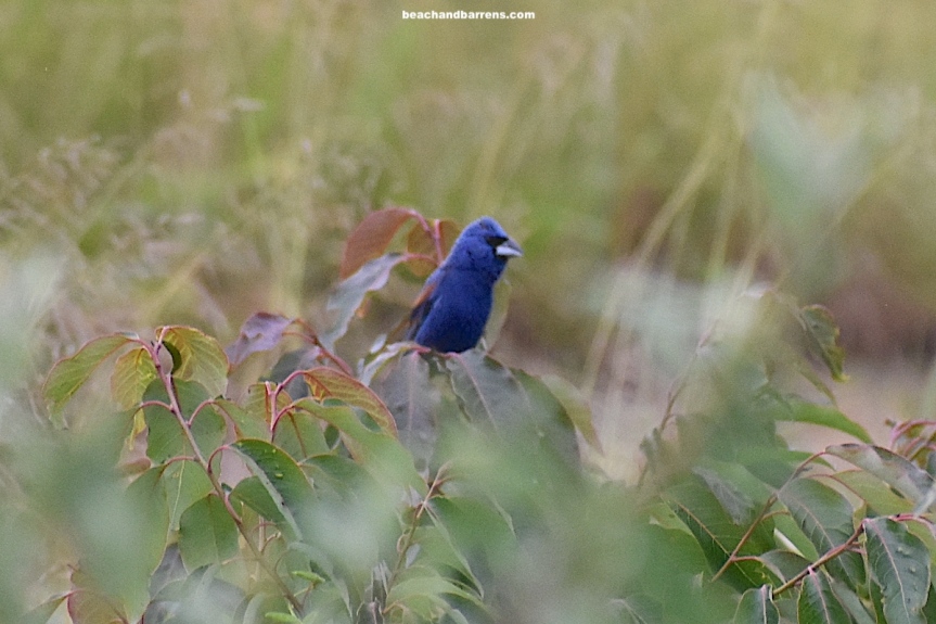 Male Blue Grosbeak with deep blue feathers and brown wing bars perched on a bush with green and red leaves and brownish red stems with a background of blurry green and brown foliage(beachandbarrens.com watermark)