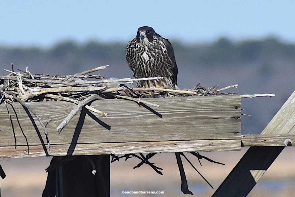 Close-up of a Peregrine Falcon with black head, dark grey wings, and white chest with dark barring perched on an Osprey nesting platform with trees and blue sky in the background.(beachandbarrens.com watermark)