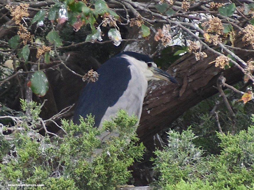 Black-crowned Night Heron with dark charcoal grey feathers on back and cap of head and light grey and buff feathers on chest, belly, face, and cheeks roosting in tree at Forsythe National Wildlife Refuge in Galloway, NJ; beachandbarrens.com watermark